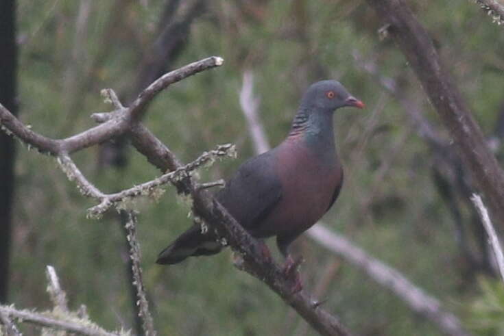 Image of Bolle's Laurel Pigeon