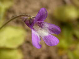 Image of Pinguicula caussensis (Casper) Roccia