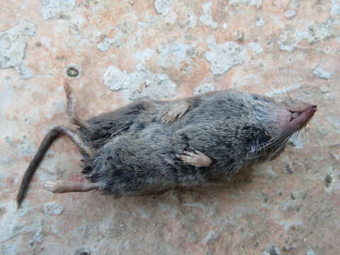 Image of Chestnut-bellied Shrew