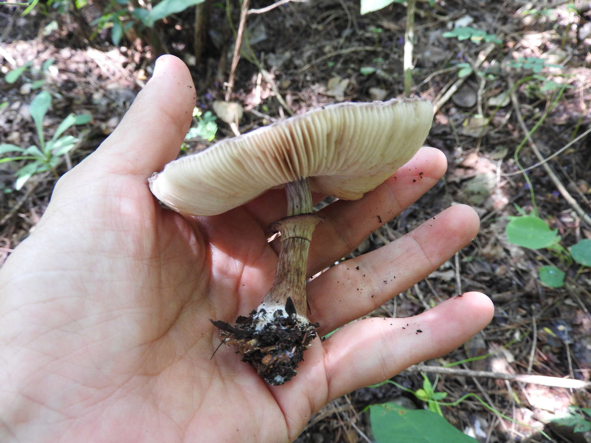 Image of Lepiota decorata Zeller 1929