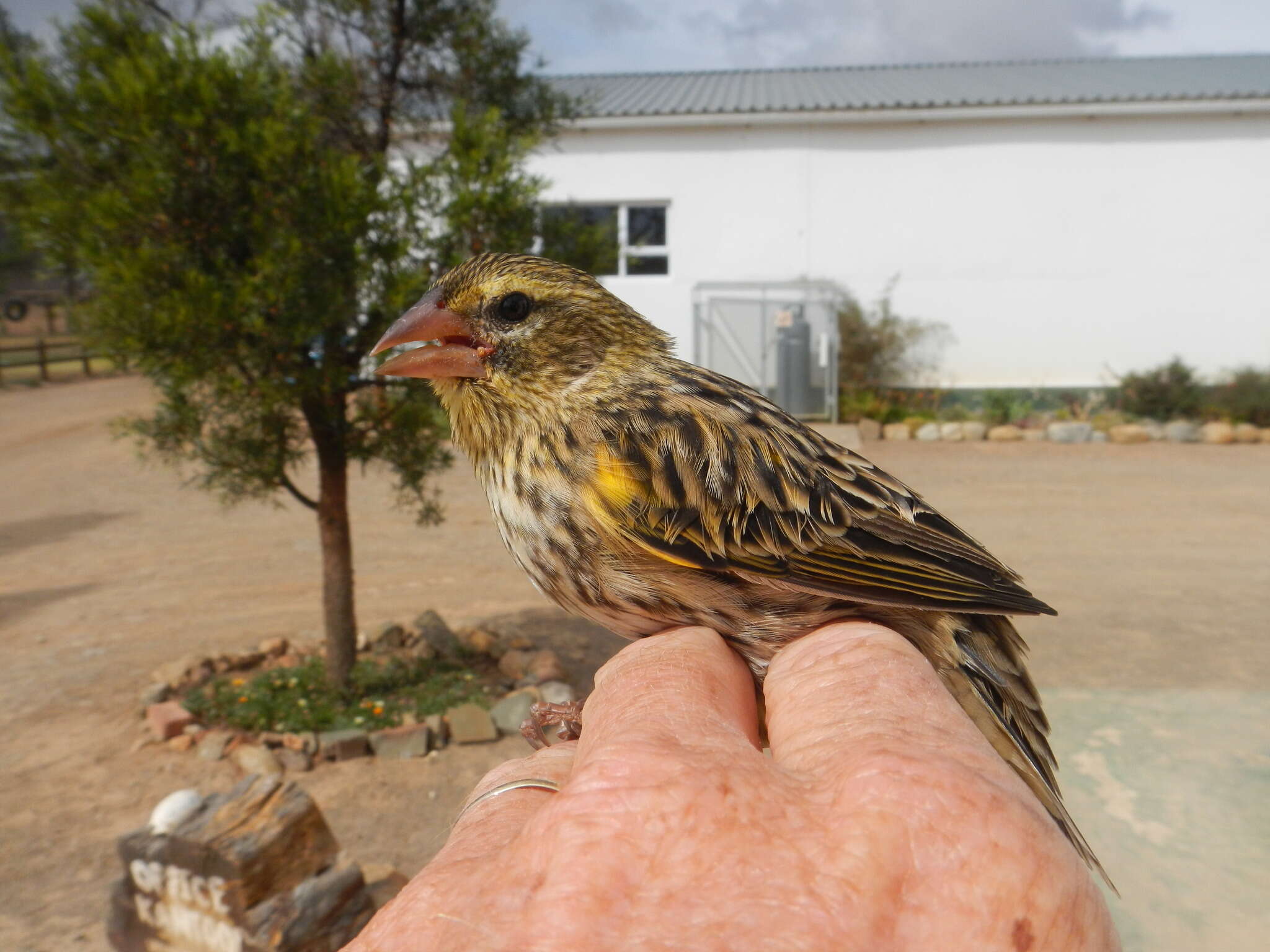 Image of Euplectes capensis capensis (Linnaeus 1766)