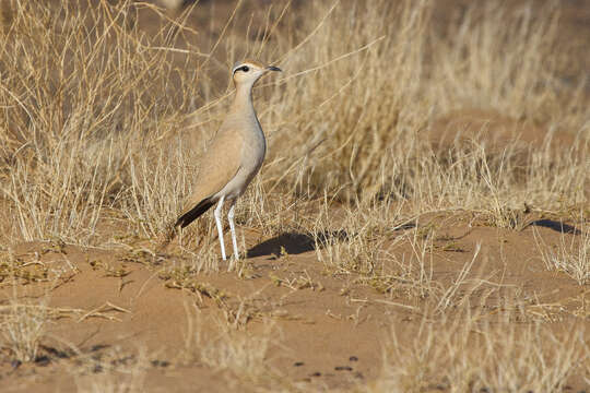 Image of Cream-colored Courser