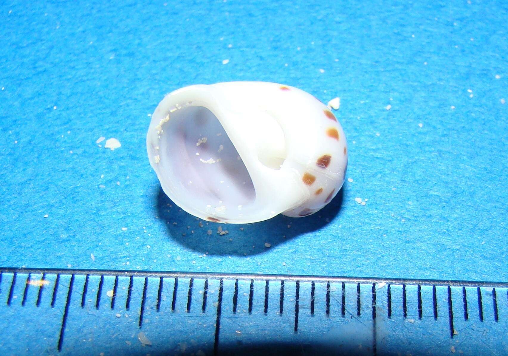 Image of Moon snail