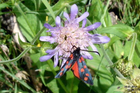 Image of Zygaena transalpina Esper 1781