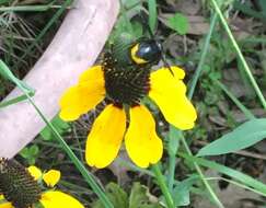 Megachile xylocopoides Smith 1853 resmi