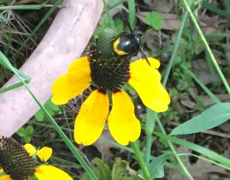 Image of Carpenter-mimic Leaf-cutter Bee