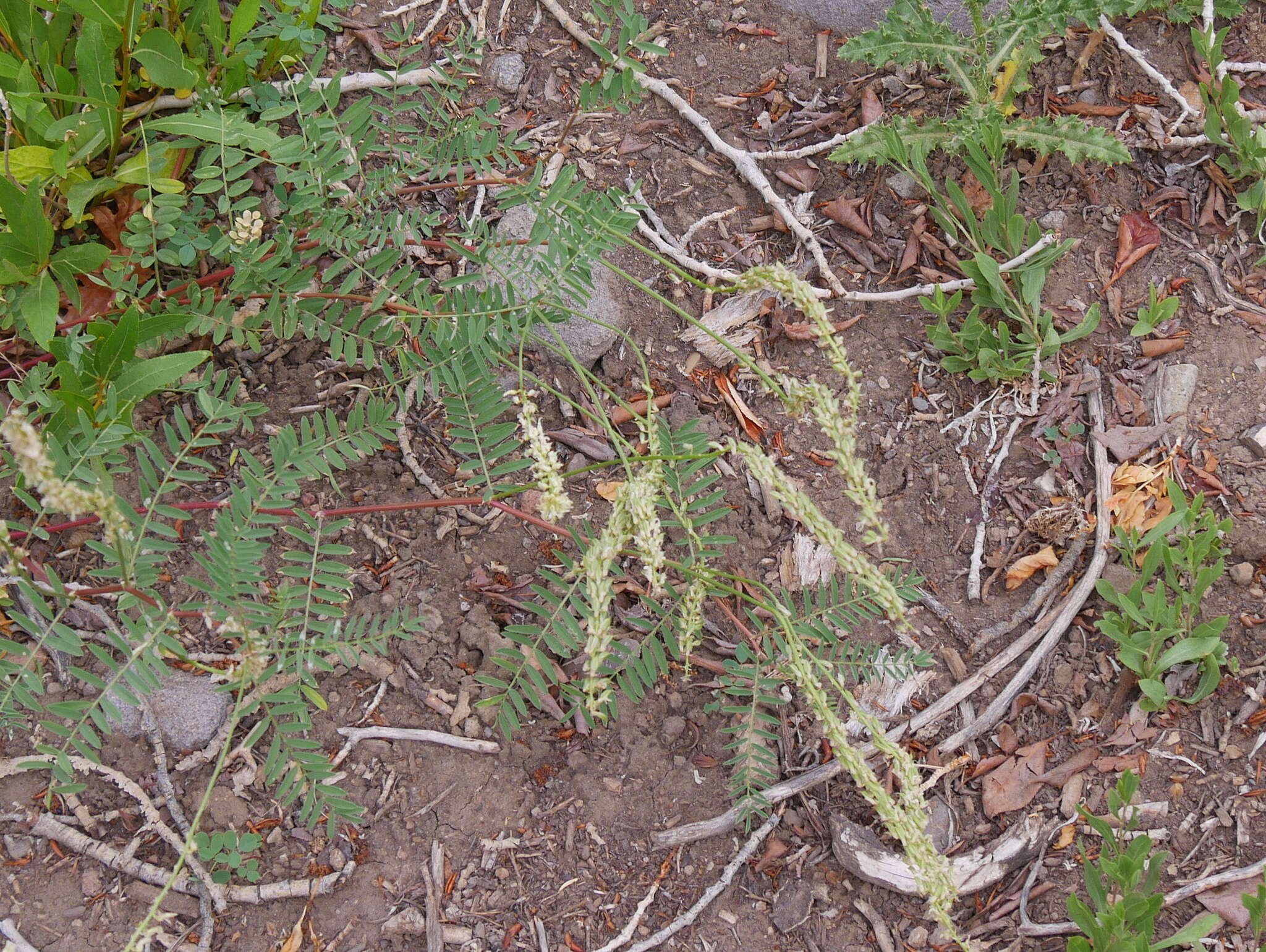 صورة Astragalus bisulcatus var. haydenianus (A. Gray) Barneby