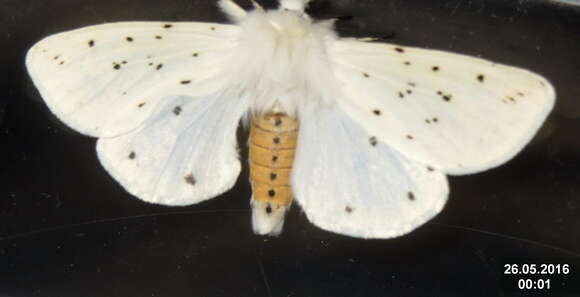 Image of white ermine