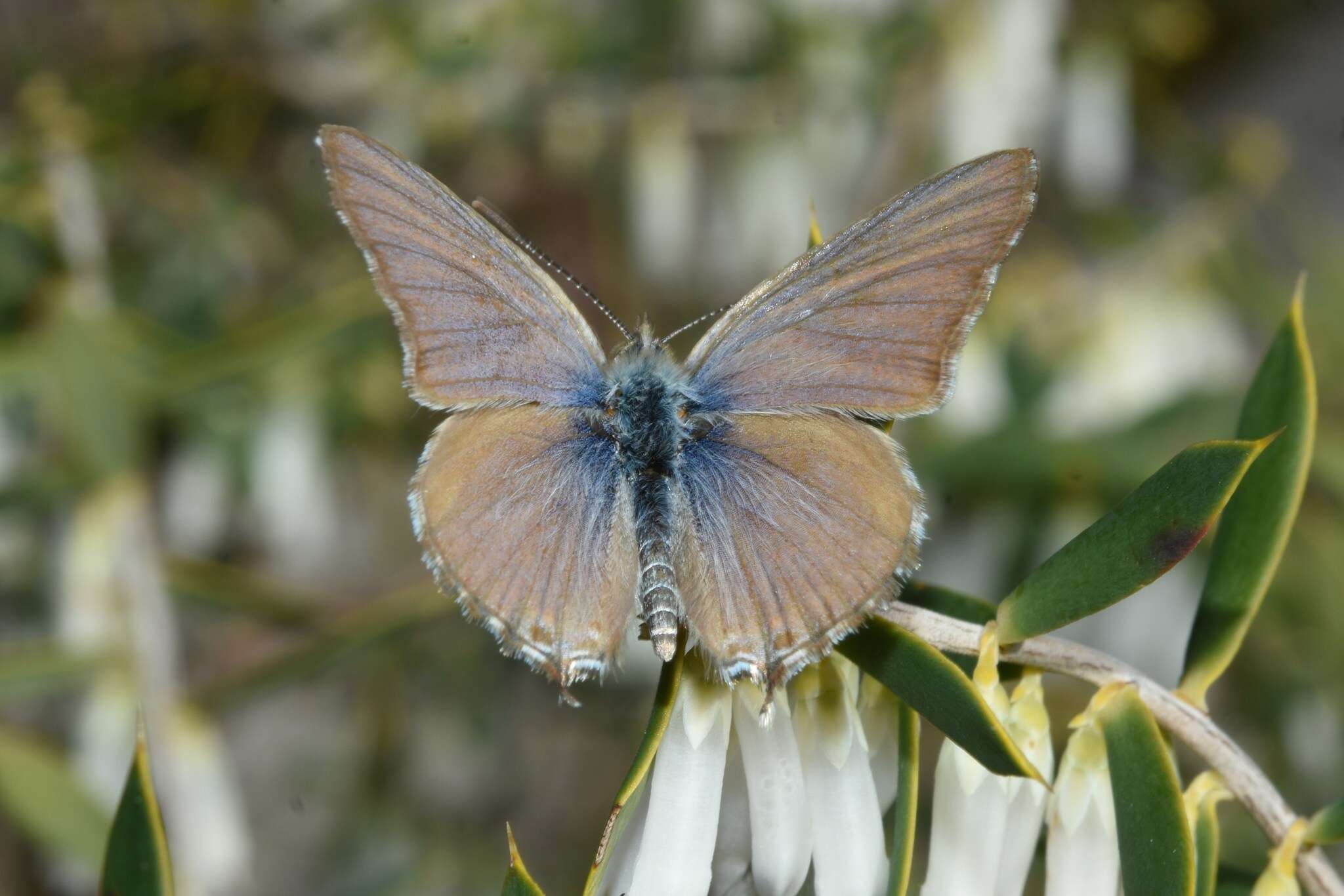 Image of Theclinesthes miskini (Lucas 1889)