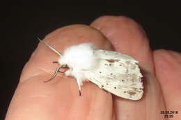 Image of white ermine