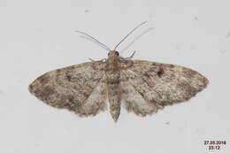 Слика од Eupithecia tantillaria Boisduval 1840