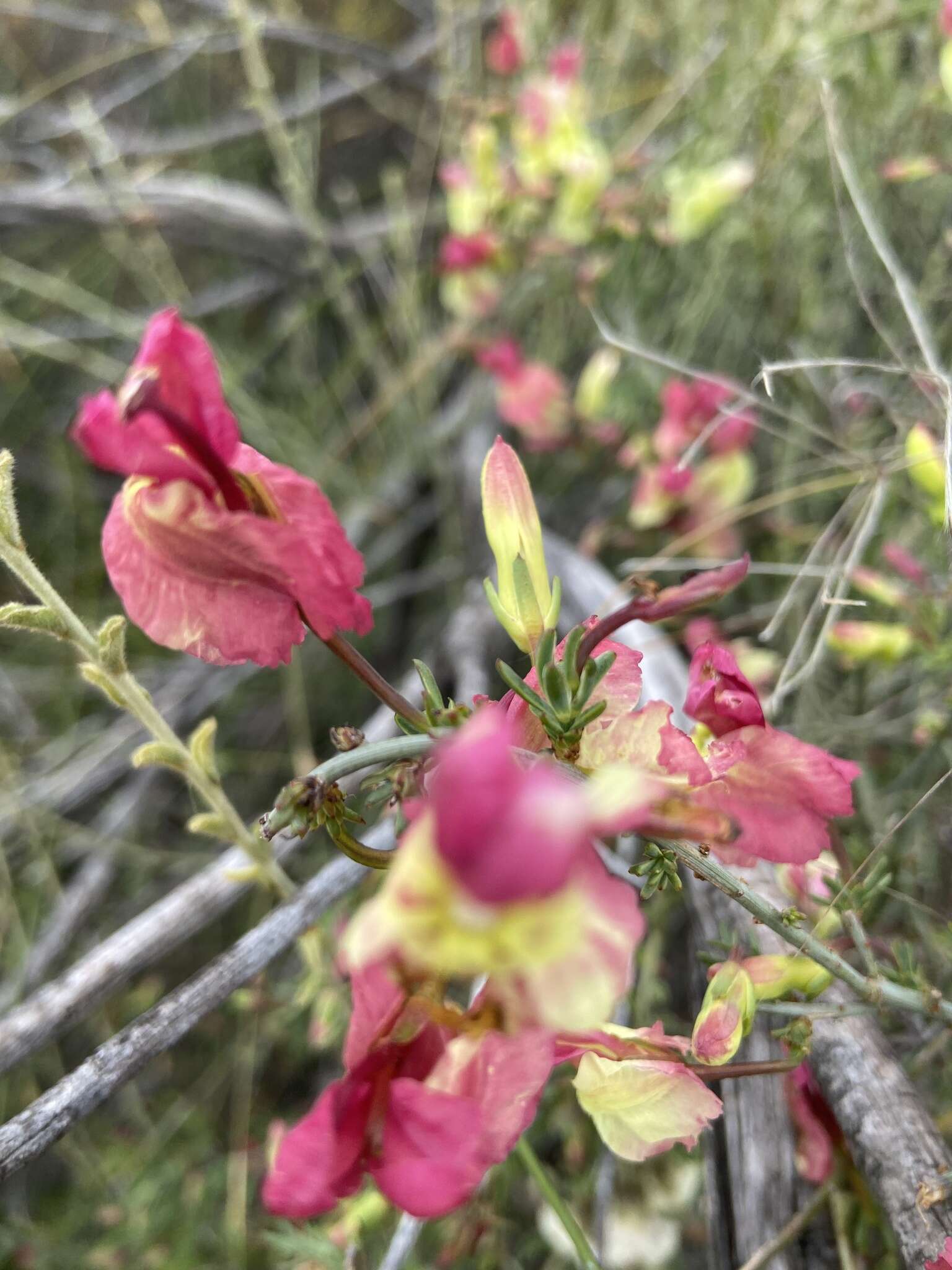 Image of Yellow Leschenaultia