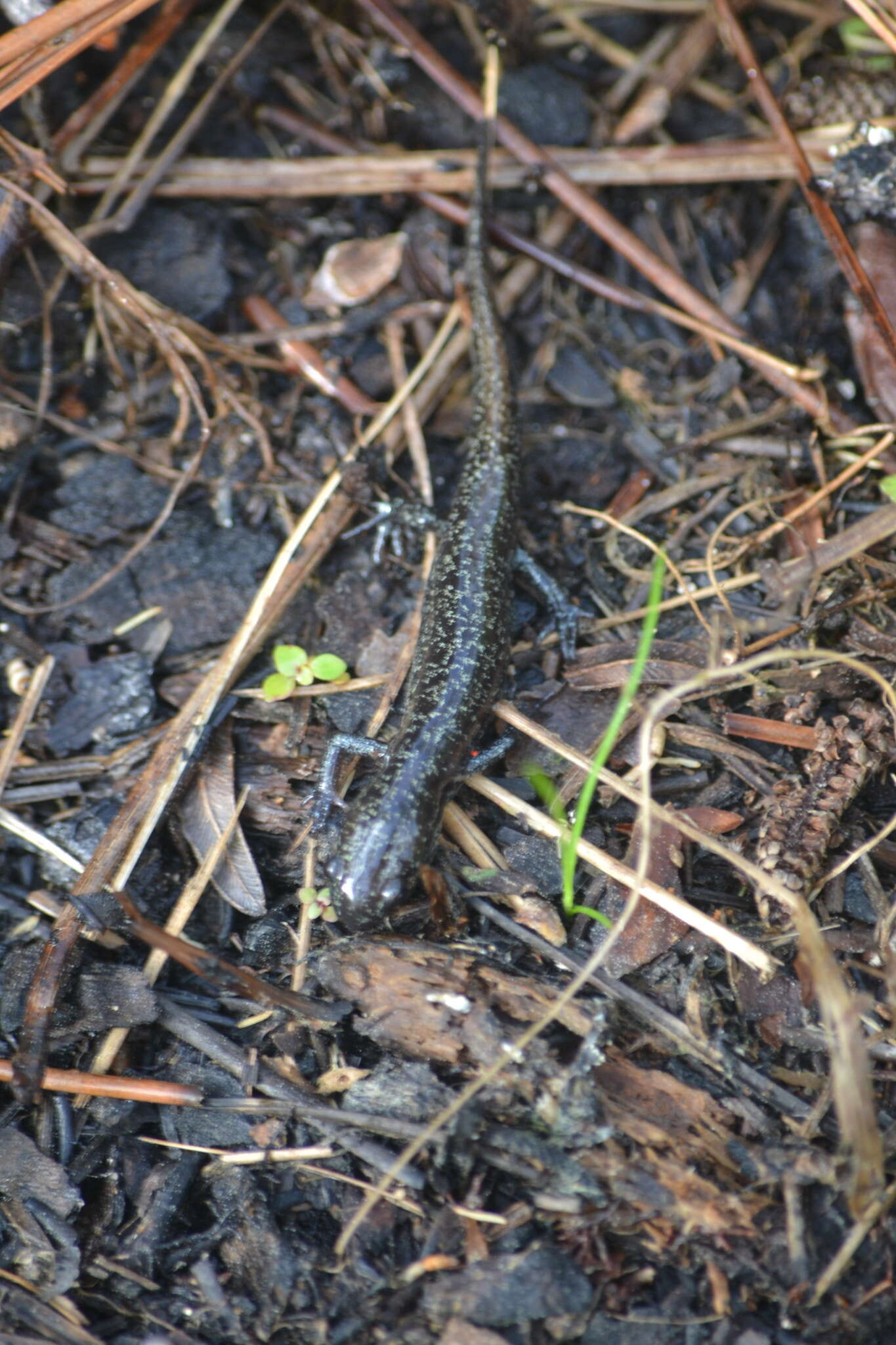 Image of Flatwoods salamander