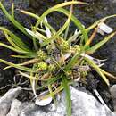 Image of Carex saxilittoralis A. Robertson