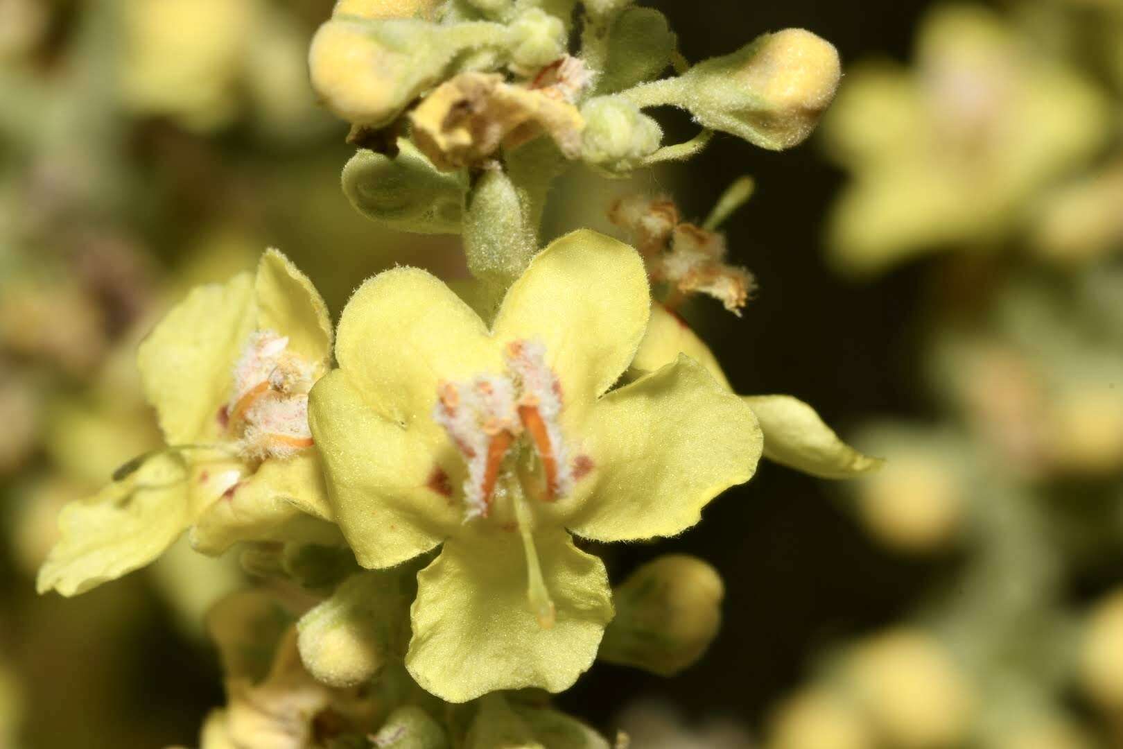Image of showy mullein