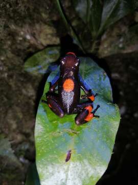 Image of Harlequin Poison Frog