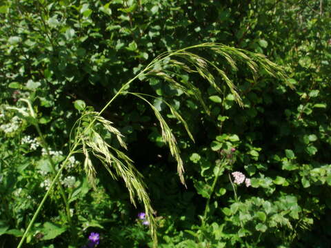 Image of Poa hybrida Gaudin