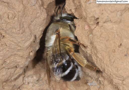 Слика од Anthophora patruelis Cockerell 1931