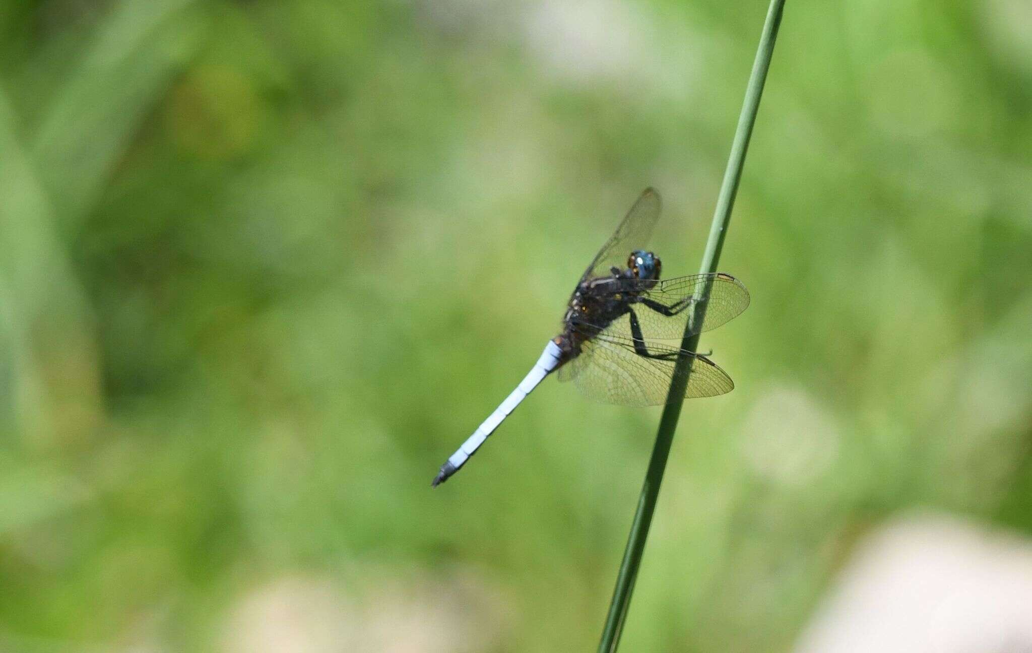 Image of Orthetrum azureum (Rambur 1842)