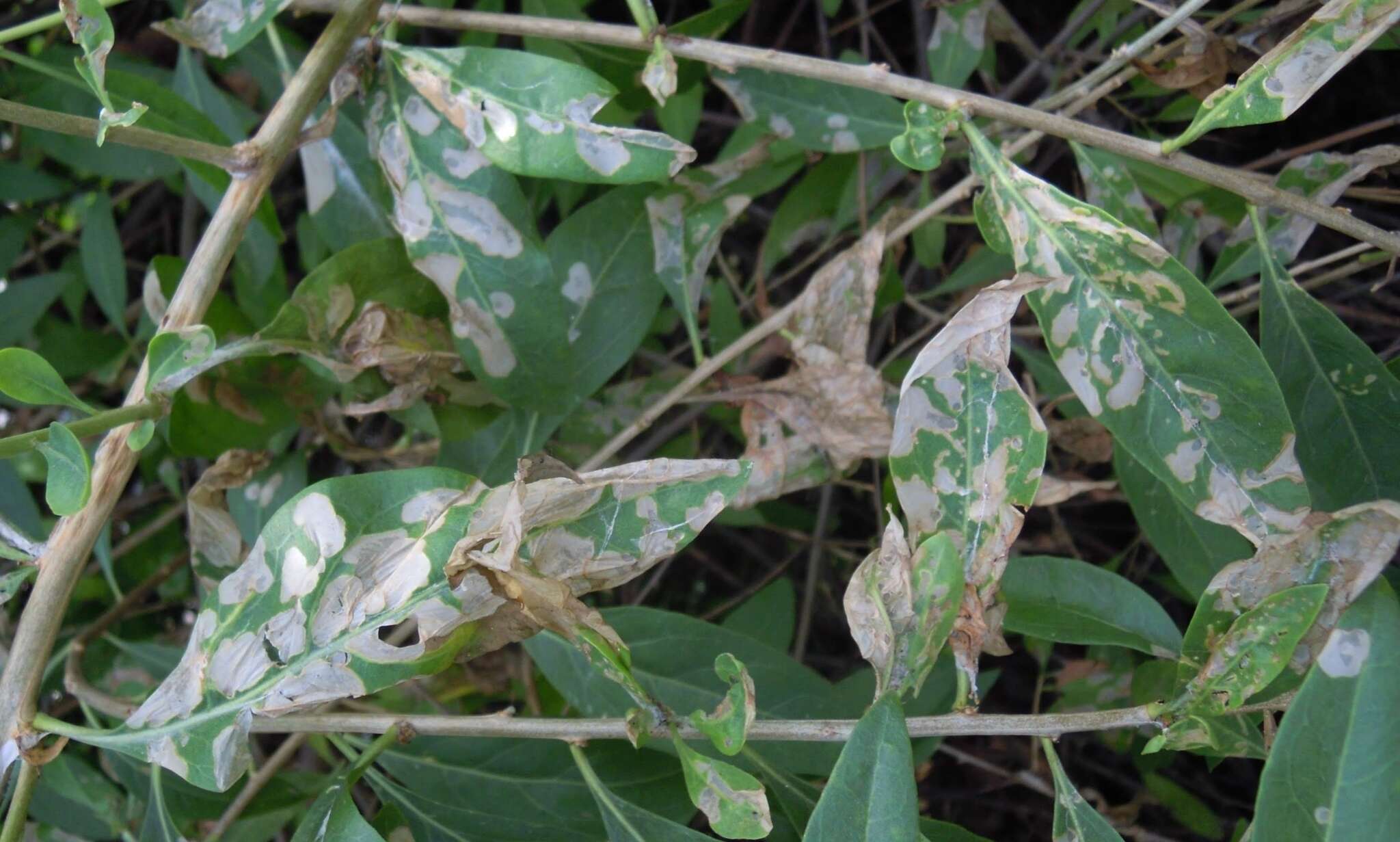 Image of Scythris buszkoi Baran 2004