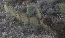 Image of Cactus-apple