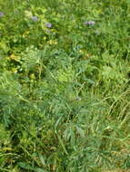 Image of Ammi majus L.