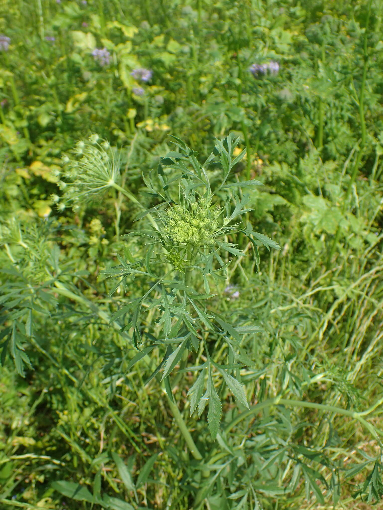 Image of Ammi majus L.