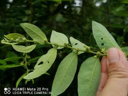 Imagem de Phyllanthus obscurus Roxb. ex Willd.