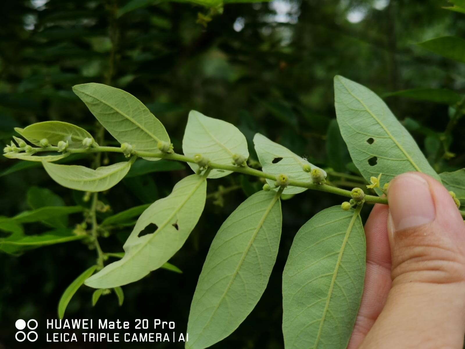 Imagem de Phyllanthus obscurus Roxb. ex Willd.