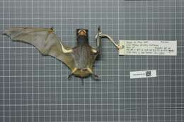 Image of Ansorge's Free-tailed Bat