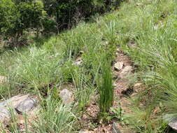 Imagem de Kniphofia galpinii Baker