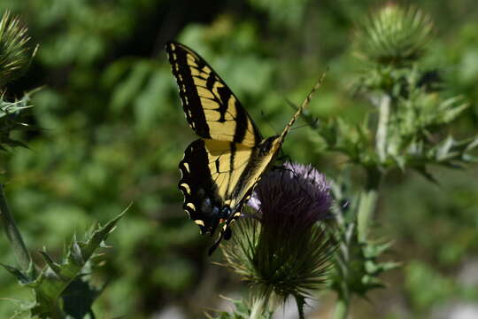 Imagem de Papilio alexiares garcia Rothschild & Jordan 1906