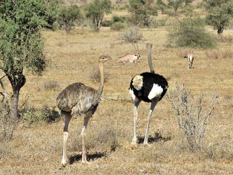 Image of Somali Ostrich