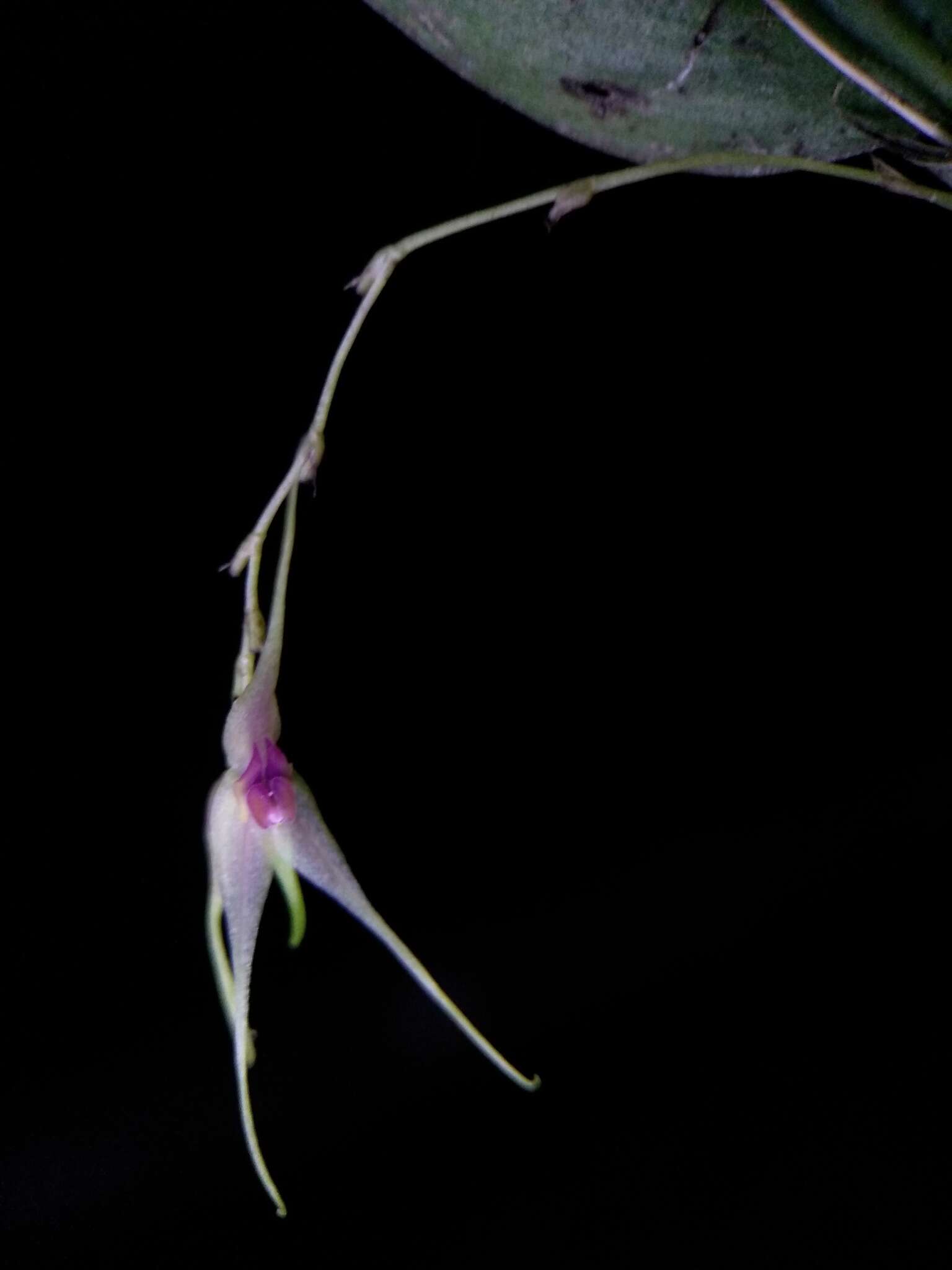 Image of Lepanthes acutissima Luer & R. Escobar