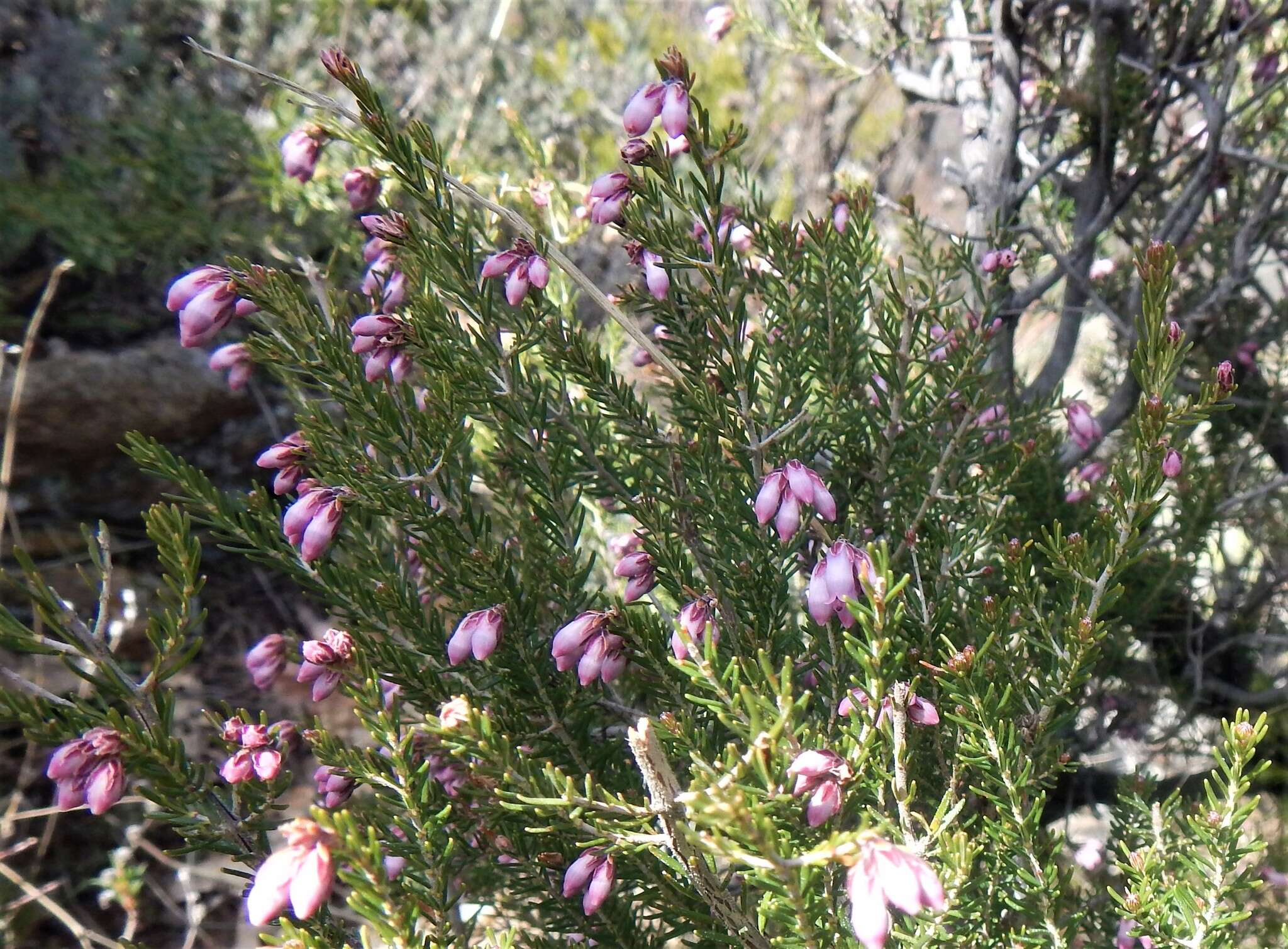 Image of Erica australis subsp. aragonensis