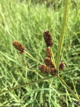 Image of ovateleaf flatsedge