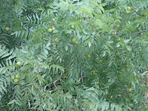 Image of Northern California Black Walnut