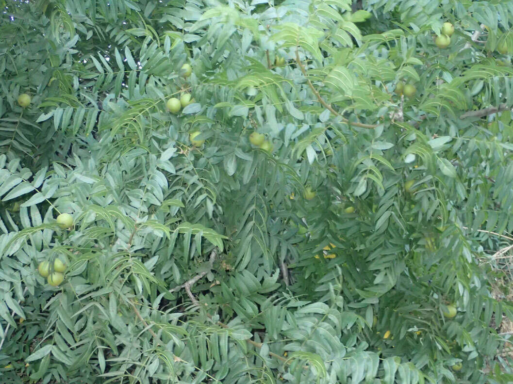 Image de Juglans californica S. Wats.