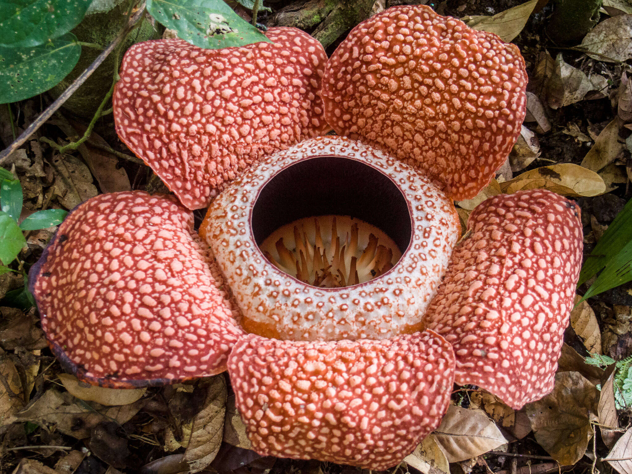 Image of Rafflesia keithii W. Meijer