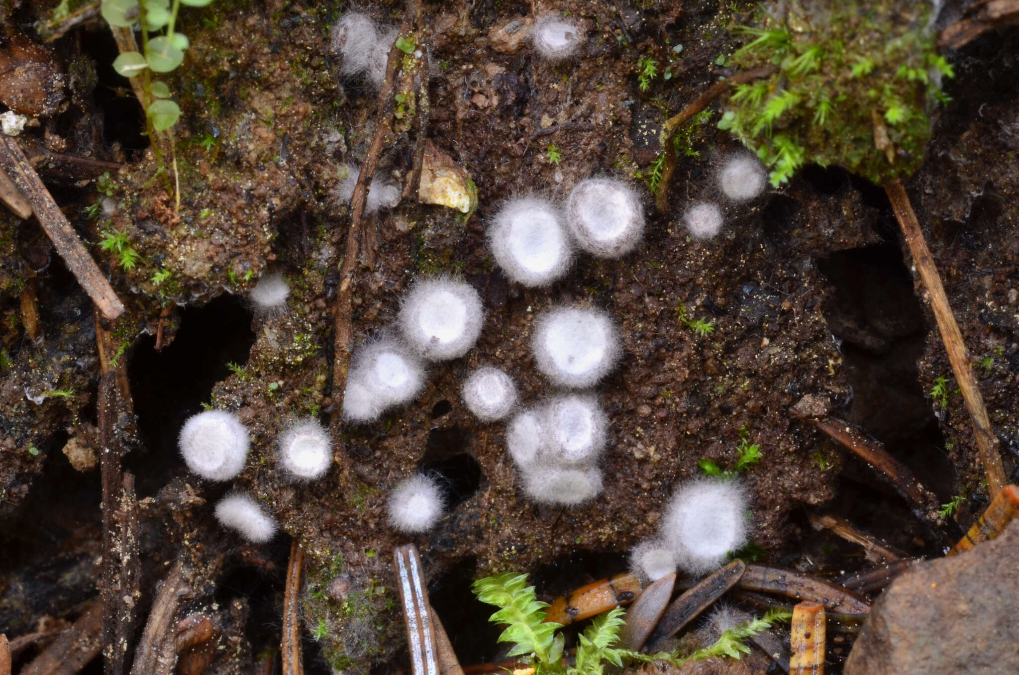 Image de Hypomyces stephanomatis Rogerson & Samuels 1985