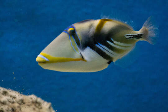 Image of Lagoon triggerfish