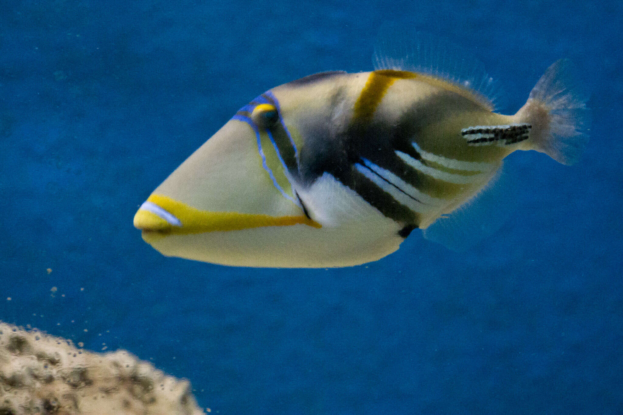 Image of Lagoon triggerfish