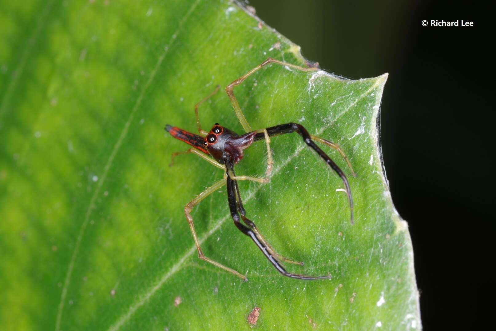 Image of Viciria pavesii Thorell 1877