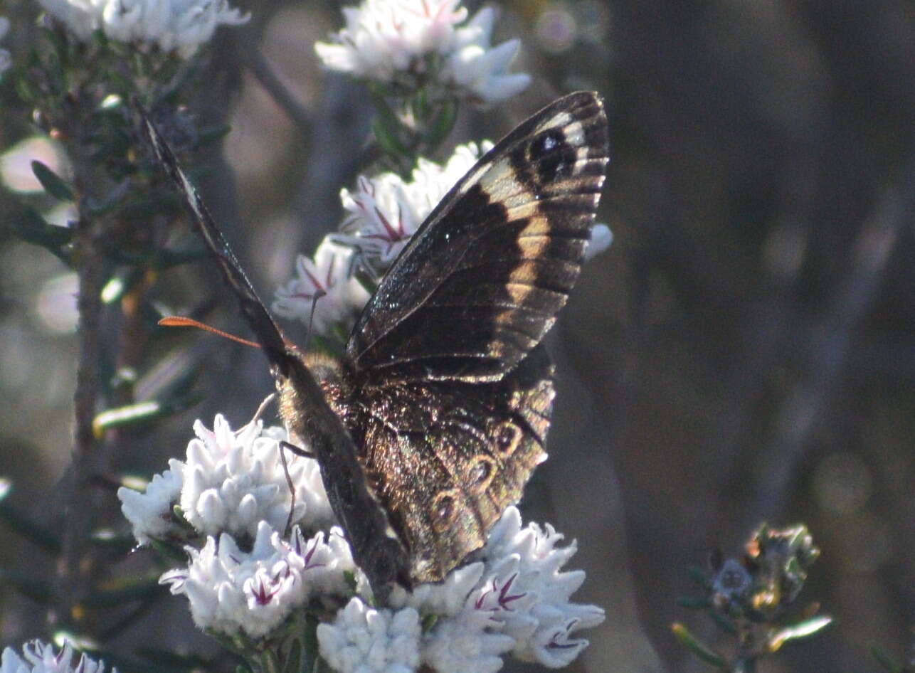 Sivun Dira clytus Linnaeus 1764 kuva