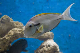 Image of Black-barred Surgeonfish