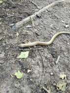 Image of Slow Worm