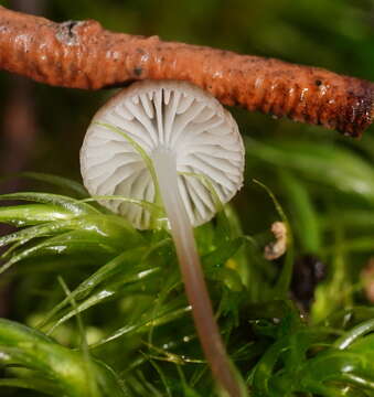 Image of Mycena mijoi Grgur. 2003