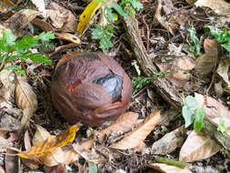 Image of Rafflesia keithii W. Meijer