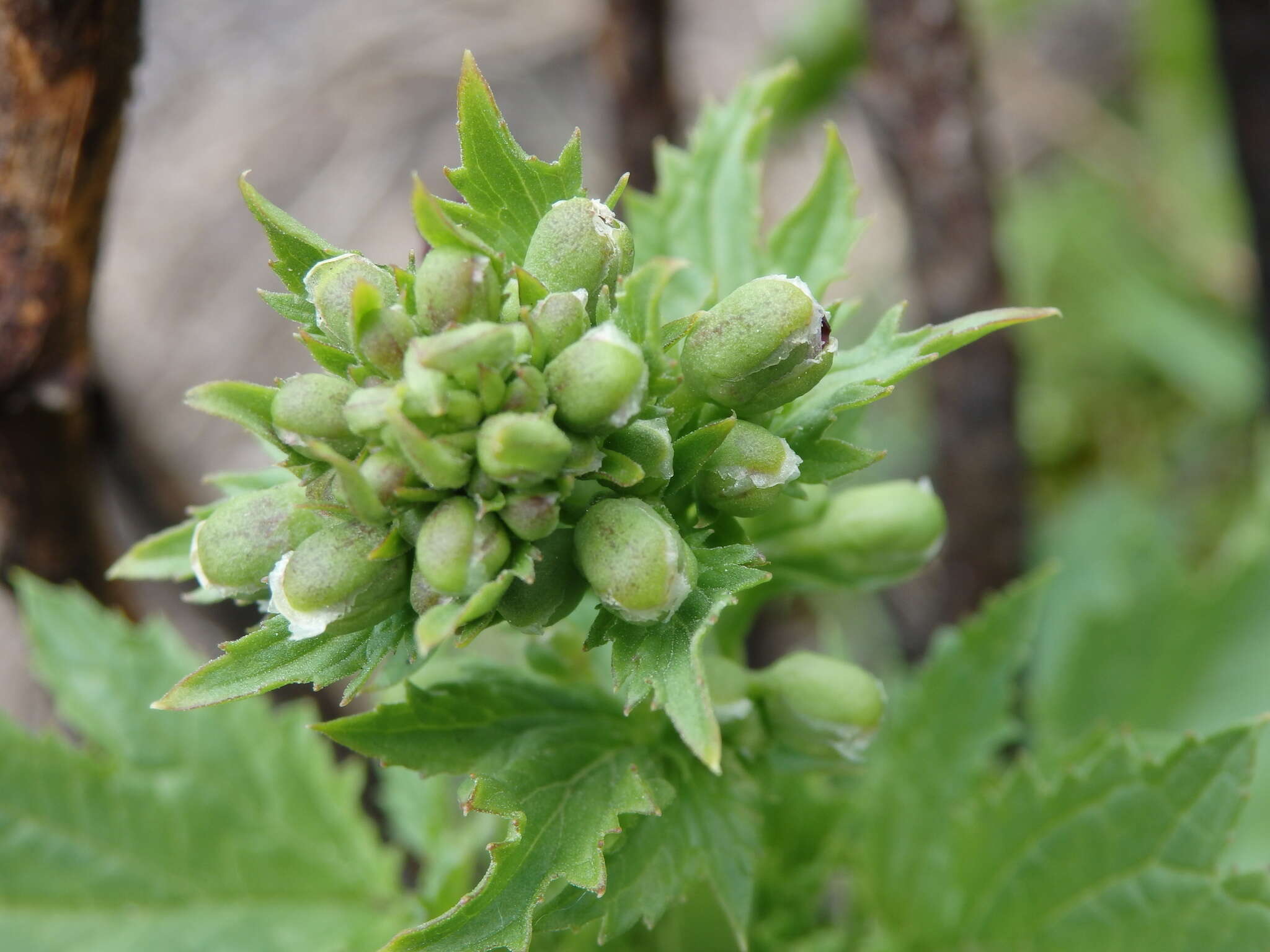 Image de Scrophularia sublyrata Brot.