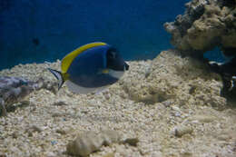 Image of Blue Surgeonfish